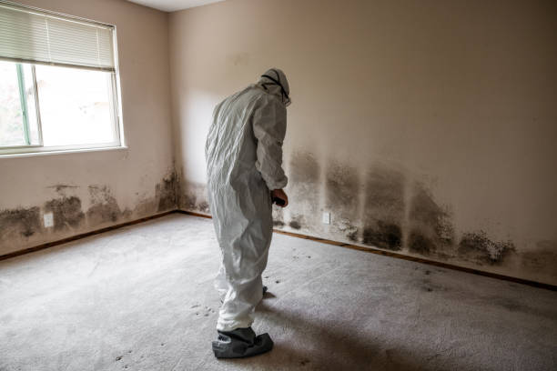 Mold Testing and Removal in Mcdonough, GA