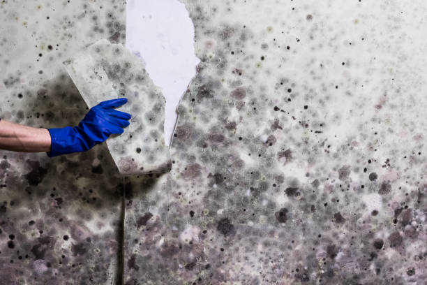 Best Home Mold Removal  in Mcdonough, GA