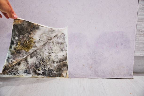 Best Local Mold Removal Service  in Mcdonough, GA